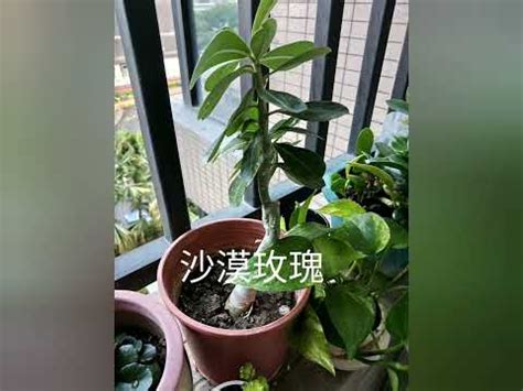 陽台西曬|【西曬陽台 植物】在西曬陽台上也能生機勃勃！15 種。